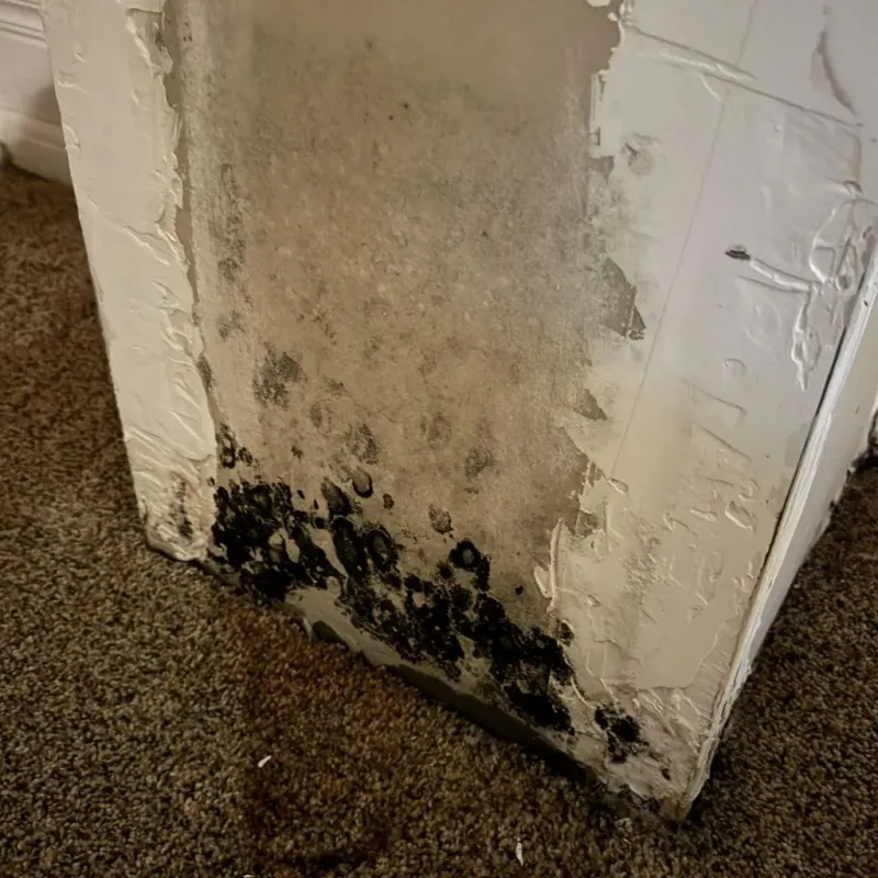 Professional Mold Removal in Winter Garden, FL